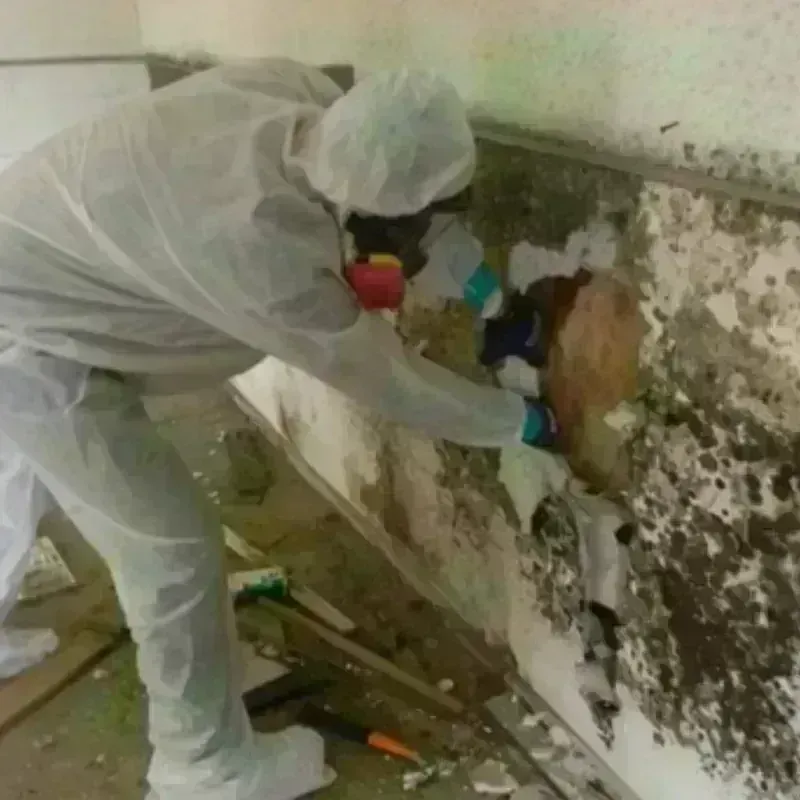 Mold Remediation and Removal in Fort Bliss, TX